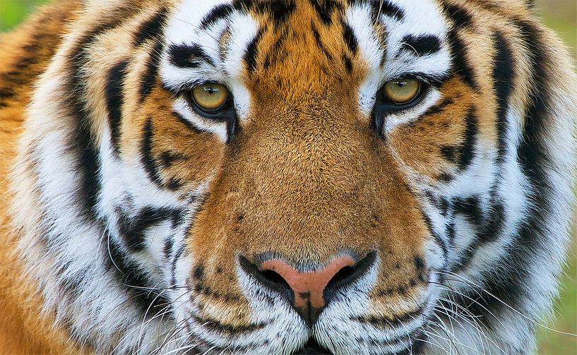 Tijger Portret van Harry Eggens