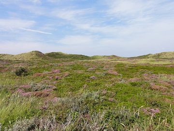 Texelse heide van Lotte Veldt