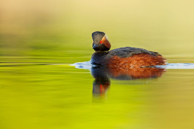 Geoorde fuut van Menno Schaefer