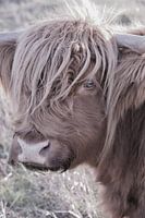 Hooglander