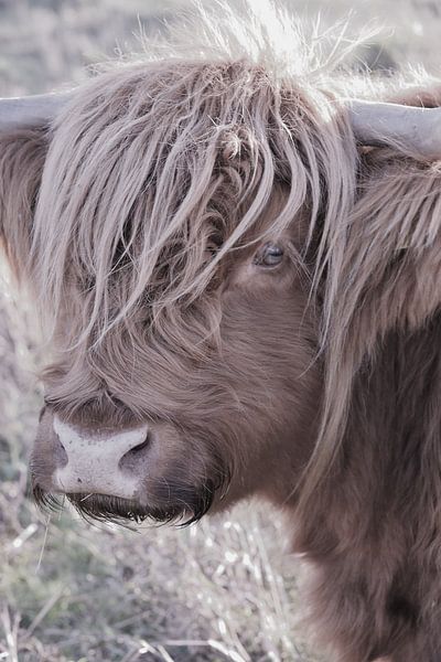 Hooglander by Neomie Timmer