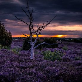 Dunkle Wolken über der Heide von peterheinspictures