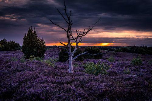 Dark skies over the heath by peterheinspictures