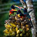 Tropische vogels arassari, tropical birds van Corrine Ponsen thumbnail