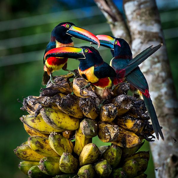 Tropische vogels arassari, tropical birds van Corrine Ponsen