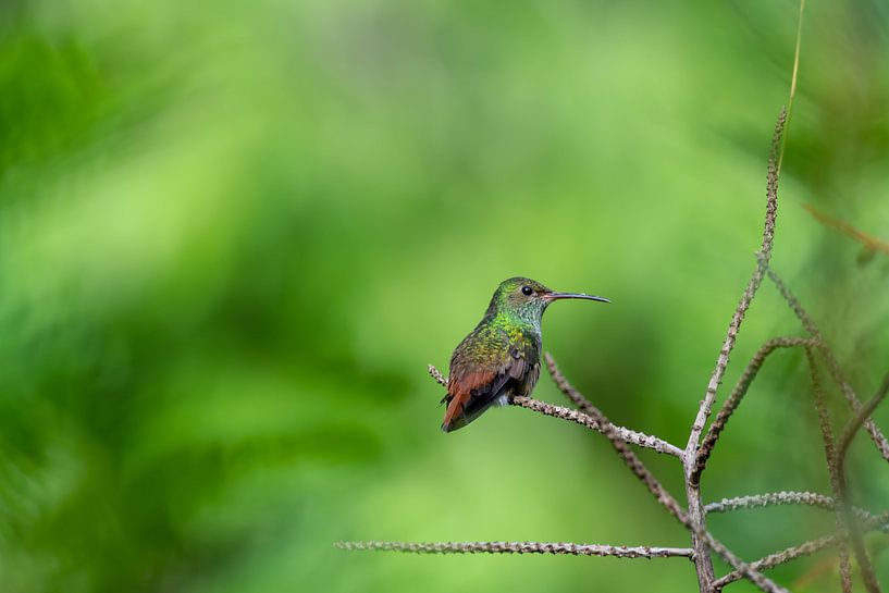 Kolibri van Merijn Loch