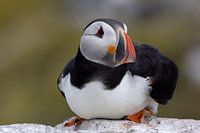 Puffin