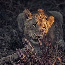 A hungry lioness von Pim Korver