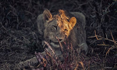 de hongerige leeuwin