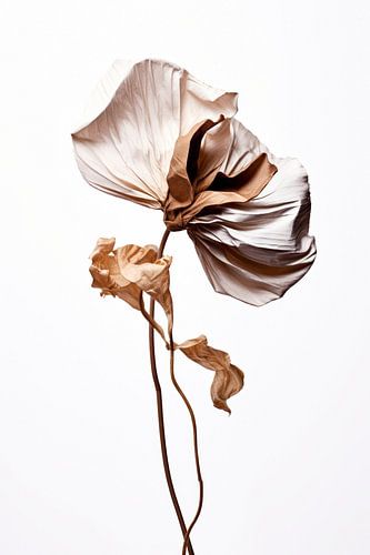 La beauté du vieillissement