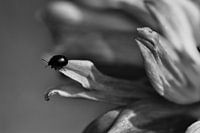 the butterfly spotted on this pretty flower the background can be customised