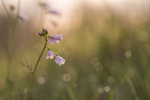 Pinksterbloem ontwaken sur Chantal van Dooren