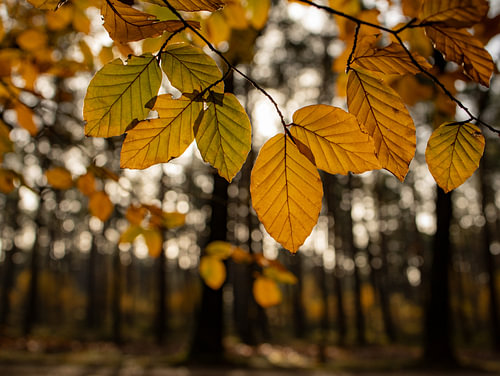 Herfstbladeren in het zonlicht