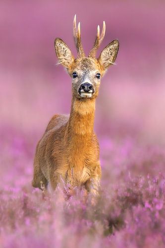 Porträt eines Rehbocks im Moor von Joy van der Beek