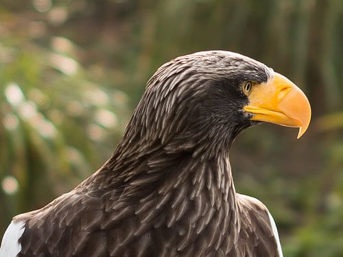 Steller's Sea Eagle von Erik Zachte