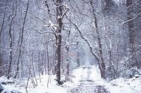 Winter 2021 in het Zeisterbos