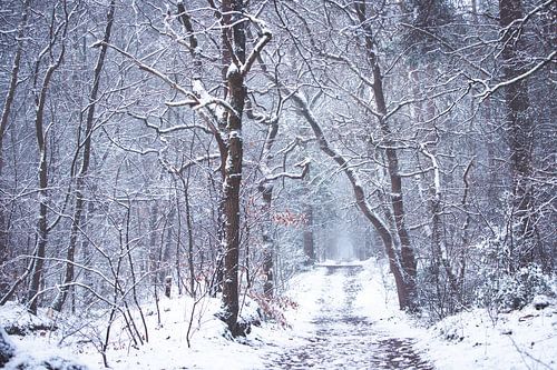 Winter 2021 im Zeisterbos