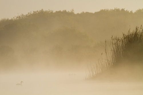 Fuut in mist duinmeer
