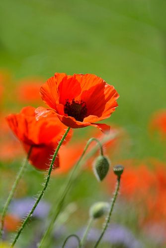 Klaprozen l Poppies