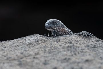 Der prähistorische Wächter von Lex van Doorn