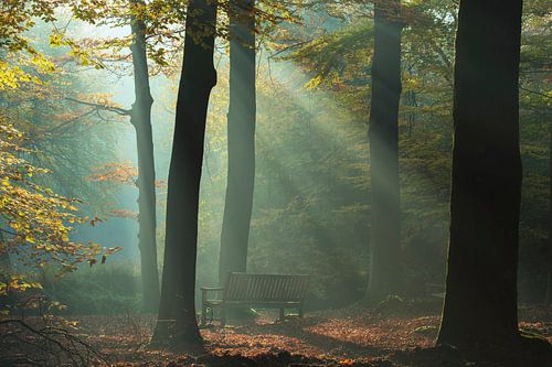 Sun harps shine on a bench in a fairytale forest.