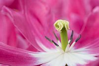Tulp