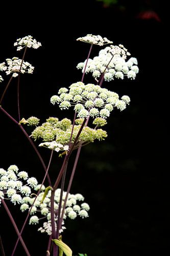 Witte schermbloemen op zwarte achtergrond (gezien bij vtwonen) van Bianca ter Riet