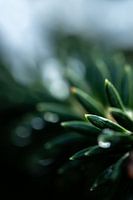 L'essence du vert
