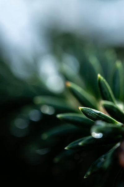 Die Essenz des Grüns von Nicole Schmidt