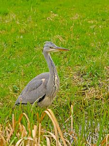 Blauer Reiher auf einer Wiese