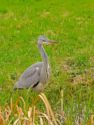 Blauwe reiger in een weide