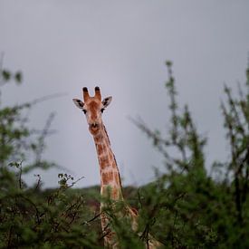 Neugierige Giraffe schaut über den Busch von Awid Safaei