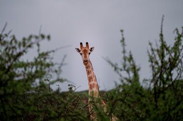 Nieuwsgierige giraffe kijkt over de bush van Awid Safaei