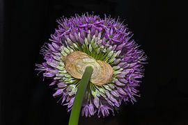 Lila Feuerwerk von Mike Bing