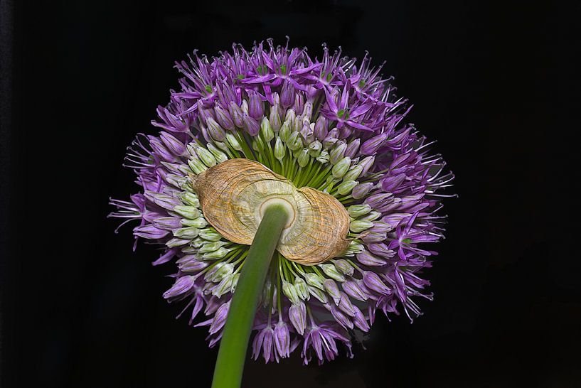 Feu d'artifice violet par Mike Bing
