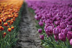 Tulipfield von Esther Leijten-Kupers