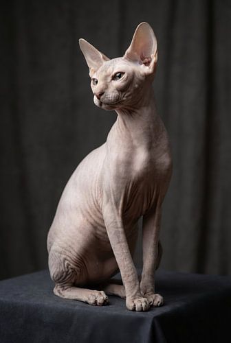 Peterbald Cat Portrait