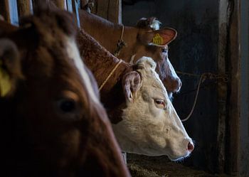 Vaches dans une vieille grange
