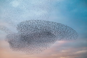 Die Schwarmbildung von Staren am Himmel
