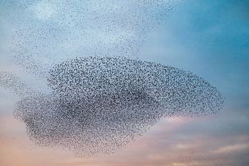 Starling murmuration in the sky during sunset by Sjoerd van der Wal Photography