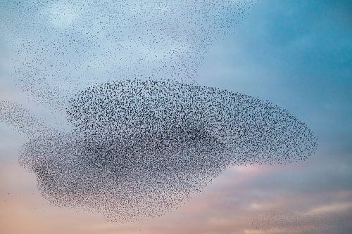 Spreeuwenwolk in de lucht tijdens zonsondergang