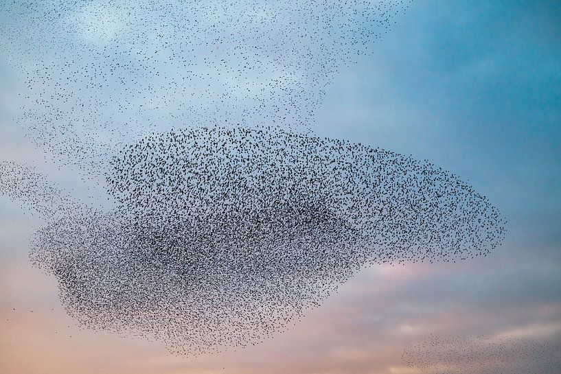 Murmure d'étourneaux dans le ciel au coucher du soleil par Sjoerd van der Wal Photographie