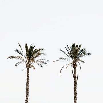 Twee statige palmbomen van Funky Lemons