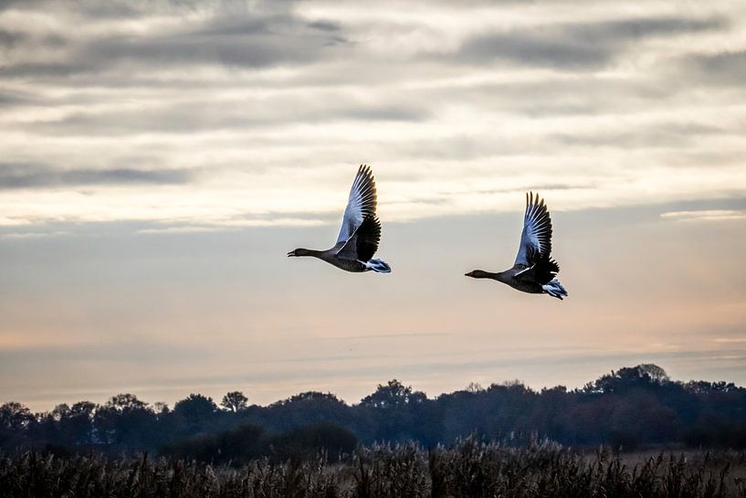 Wild geese by Meint Brookman