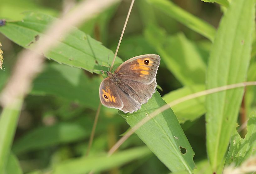 Large ox-eye by Matthias Brix