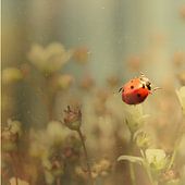 Marienkäfer