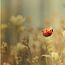 Ladybugs