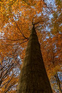 grote boom in de herfst.