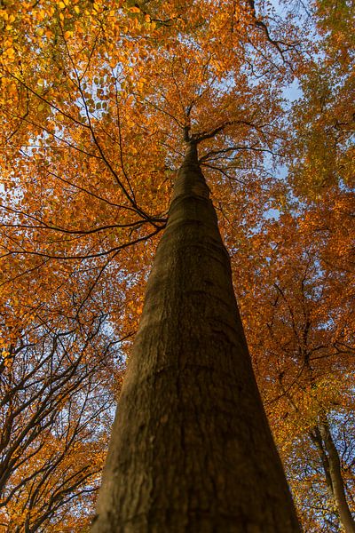 big tree in the fall. by Robinotof