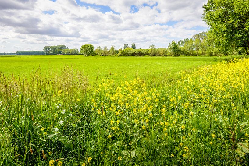 Colourful mountain rim of fresh wild plants up close by Ruud Morijn